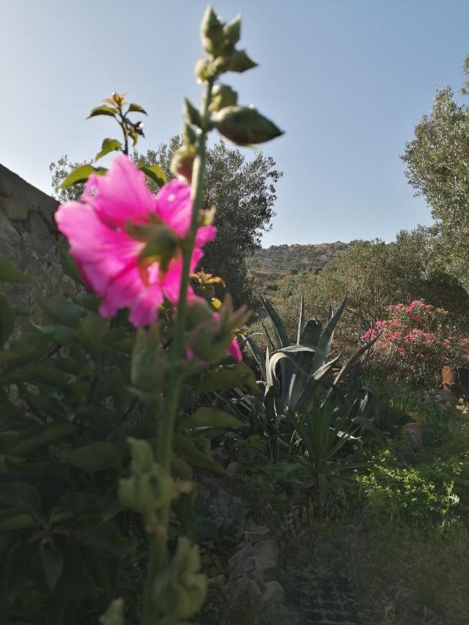 Arcadia Eressos Hotel Eksteriør billede